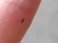 Insecta