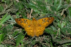 Myscelus amystis
