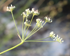 Pimpinella tragium