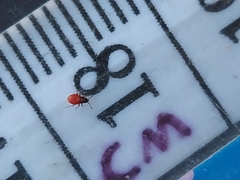 Insecta