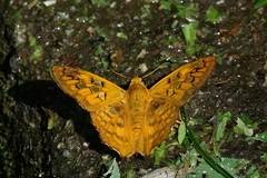 Myscelus amystis