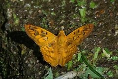 Myscelus amystis