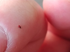 Insecta