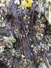 Nemalion vermiculare