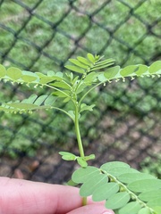 Phyllanthus fraternus