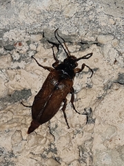 Cebrio