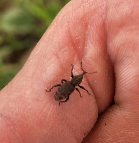 Steremnius tuberosus