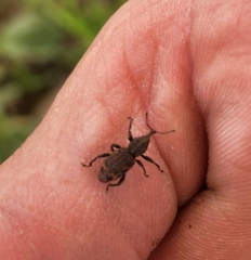 Steremnius tuberosus