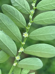 Phyllanthus fraternus