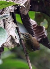 Anabacerthia striaticollis