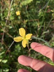 Ludwigia maritima