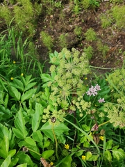 Angelica archangelica archangelica