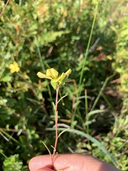 Ludwigia maritima