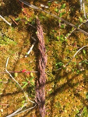 Calamagrostis inexpansa
