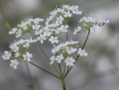 Pimpinella tragium