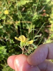 Ludwigia maritima