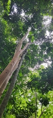 Pimenta racemosa