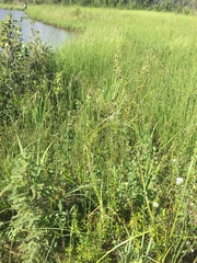 Iris setosa interior