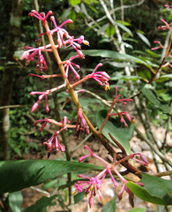 Parathesis ferruginea