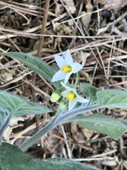 Solanum villosum
