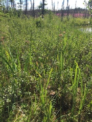 Iris setosa interior