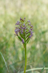 Anacamptis pyramidalis