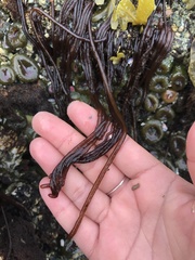 Nemalion vermiculare