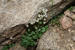 Saxifraga debilis