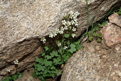 Saxifraga debilis