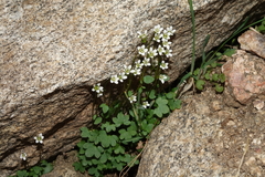 Saxifraga debilis