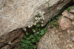 Saxifraga debilis