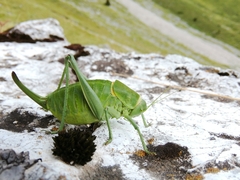 Polysarcus denticauda