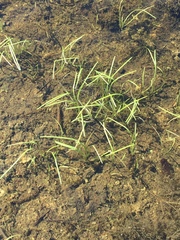 Sparganium hyperboreum