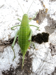 Polysarcus denticauda