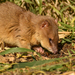 Little Water Opossums - Photo (c) Ezequiel Racker, some rights reserved (CC BY), uploaded by Ezequiel Racker