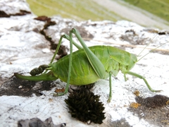 Polysarcus denticauda