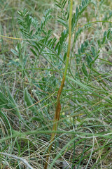Anacamptis pyramidalis