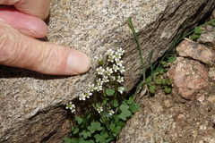 Saxifraga debilis
