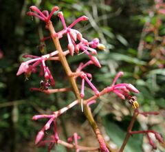 Parathesis ferruginea