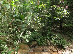 Parathesis ferruginea