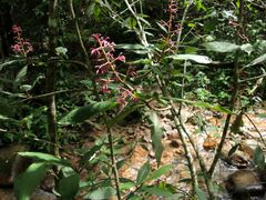 Parathesis ferruginea