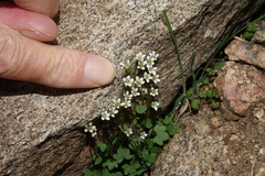 Saxifraga debilis