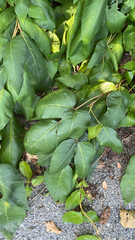 Toxicodendron radicans