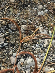 Potamogeton praelongus