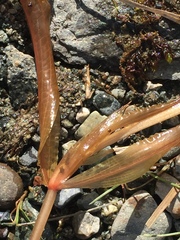 Potamogeton praelongus