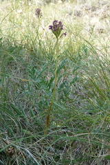Anacamptis pyramidalis