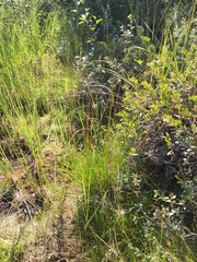 Eriophorum brachyantherum