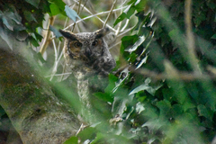 Bubo virginianus nacurutu