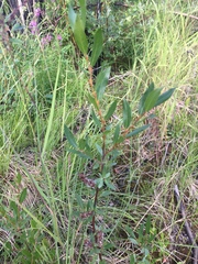 Salix pseudomyrsinites