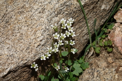 Saxifraga debilis